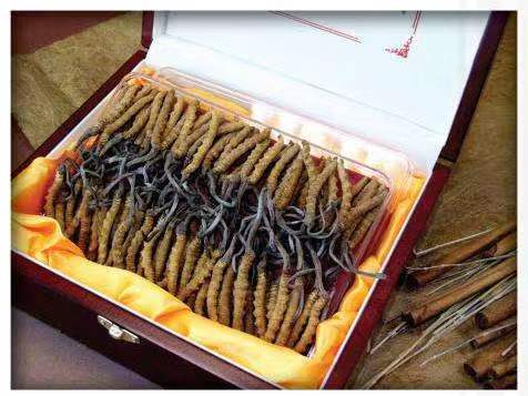 呼伦贝尔冬虫夏草回收